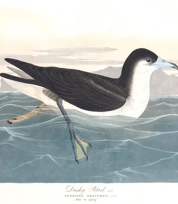 Agent Ada comic porn sex 69