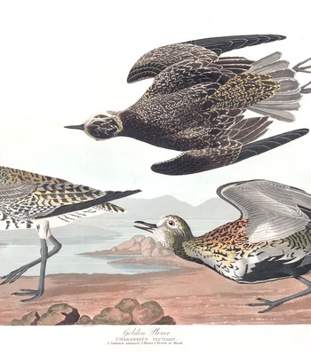 Agent Ada comic porn sex 70