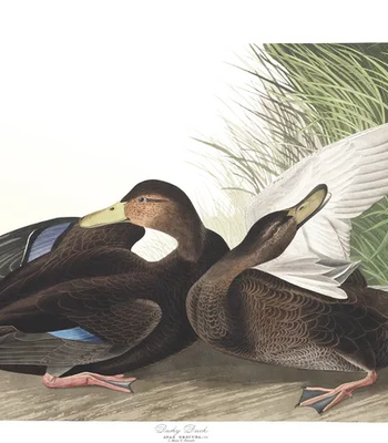 Agent Ada comic porn sex 72