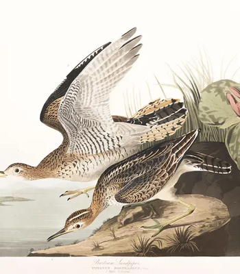 Agent Ada comic porn sex 73