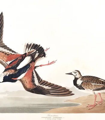 Agent Ada comic porn sex 74