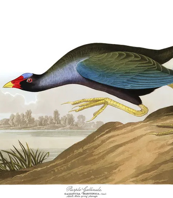 Agent Ada comic porn sex 75