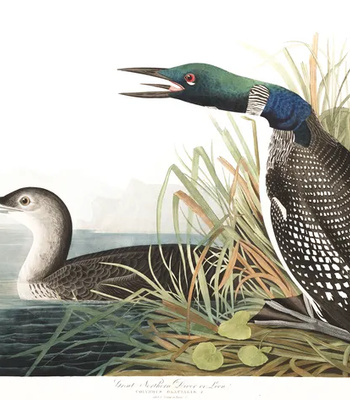 Agent Ada comic porn sex 76