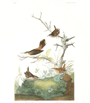 Agent Ada comic porn sex 77