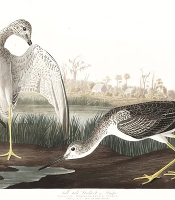 Agent Ada comic porn sex 79