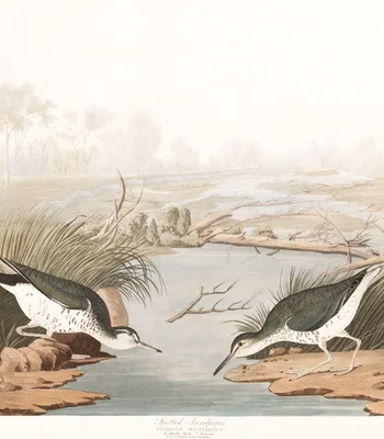 Agent Ada comic porn sex 81