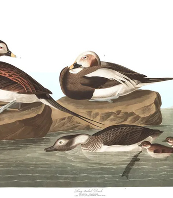 Agent Ada comic porn sex 83