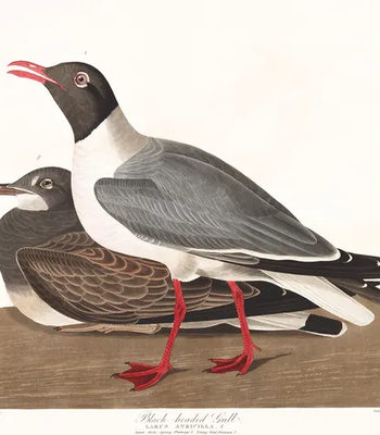 Agent Ada comic porn sex 85