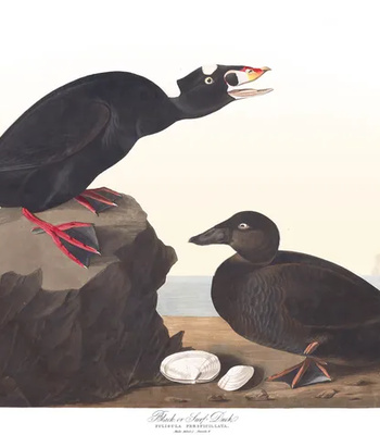 Agent Ada comic porn sex 88