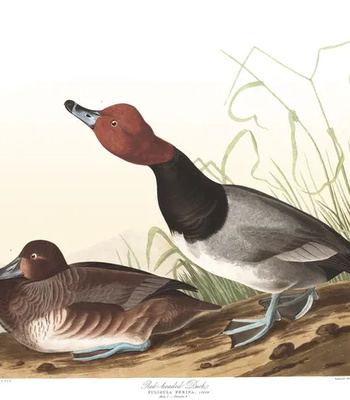 Agent Ada comic porn sex 93