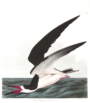 Agent Ada comic porn sex 94