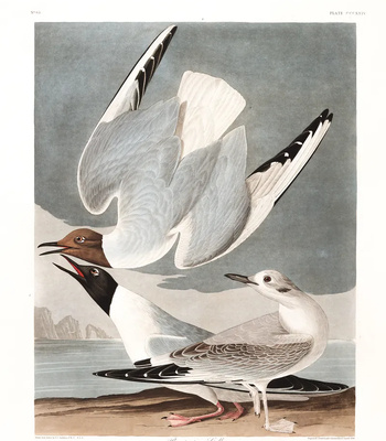 Agent Ada comic porn sex 95