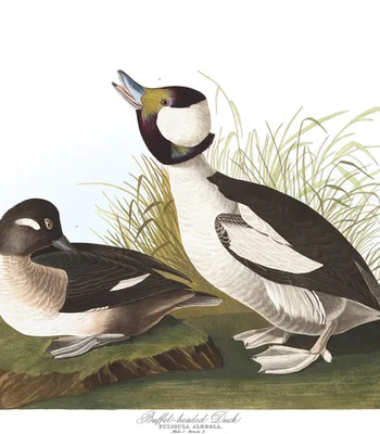 Agent Ada comic porn sex 96