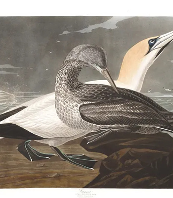 Agent Ada comic porn sex 97