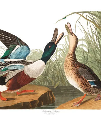 Agent Ada comic porn sex 98