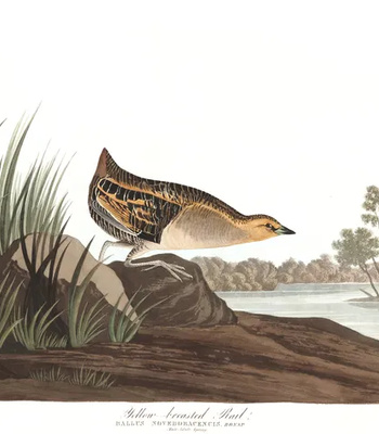 Agent Ada comic porn sex 100