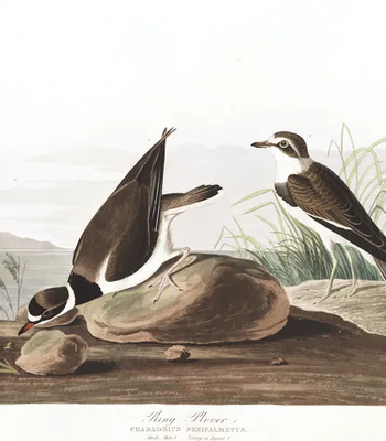 Agent Ada comic porn sex 101