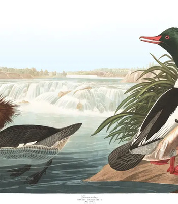 Agent Ada comic porn sex 102