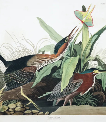 Agent Ada comic porn sex 104