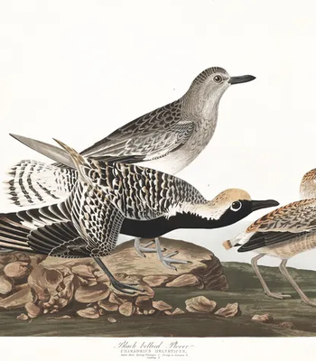 Agent Ada comic porn sex 105