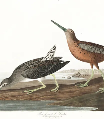 Agent Ada comic porn sex 106