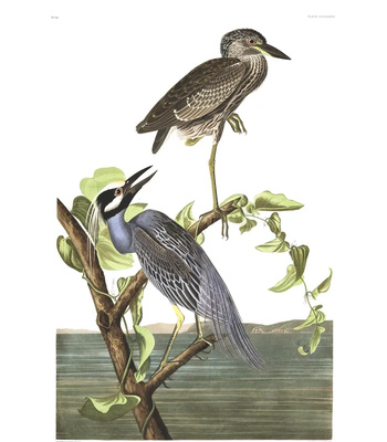 Agent Ada comic porn sex 107