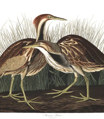 Agent Ada comic porn sex 108