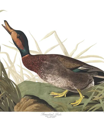 Agent Ada comic porn sex 109