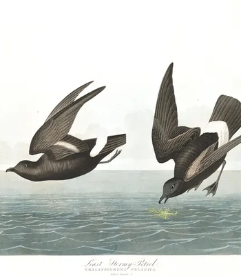 Agent Ada comic porn sex 111