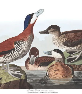 Agent Ada comic porn sex 114