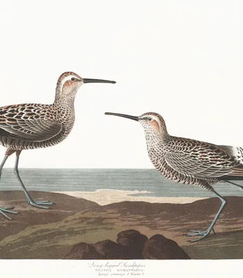 Agent Ada comic porn sex 115