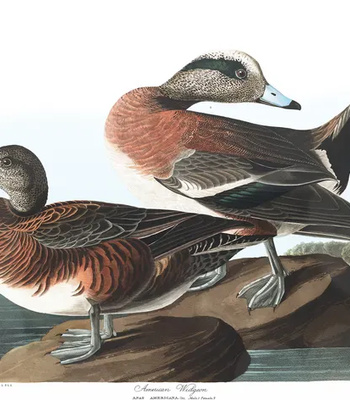 Agent Ada comic porn sex 116