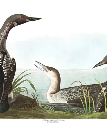 Agent Ada comic porn sex 117