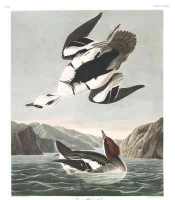 Agent Ada comic porn sex 118