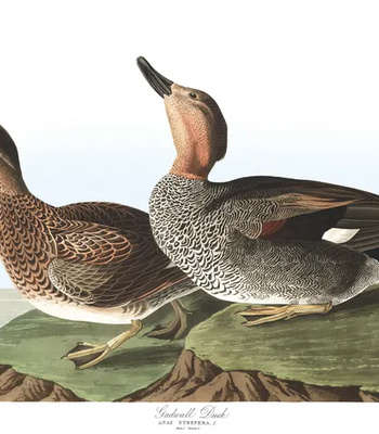 Agent Ada comic porn sex 119