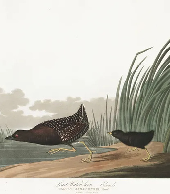 Agent Ada comic porn sex 120