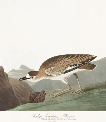 Agent Ada comic porn sex 121