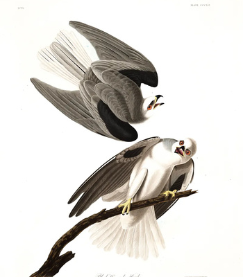 Agent Ada comic porn sex 123