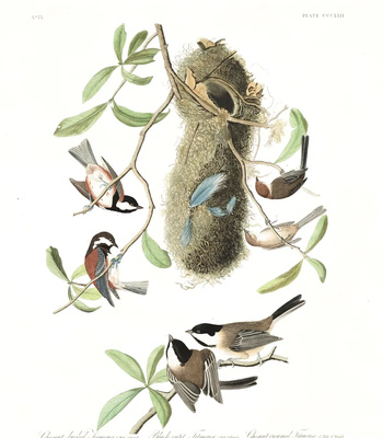 Agent Ada comic porn sex 124