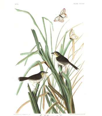 Agent Ada comic porn sex 126