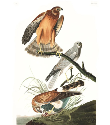 Agent Ada comic porn sex 127