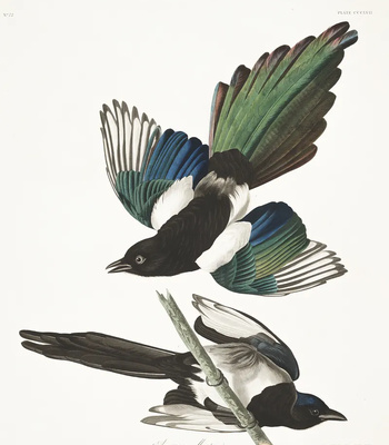 Agent Ada comic porn sex 128