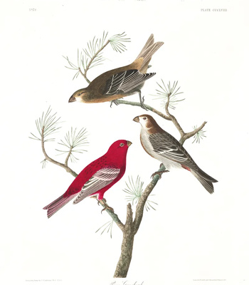 Agent Ada comic porn sex 129