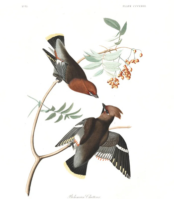 Agent Ada comic porn sex 133