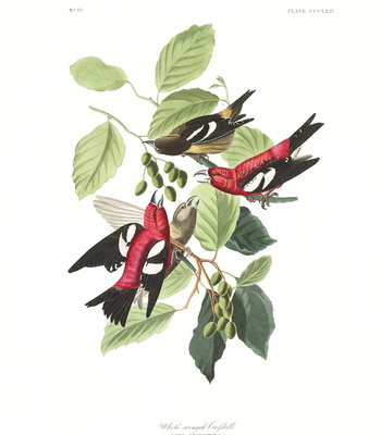 Agent Ada comic porn sex 134