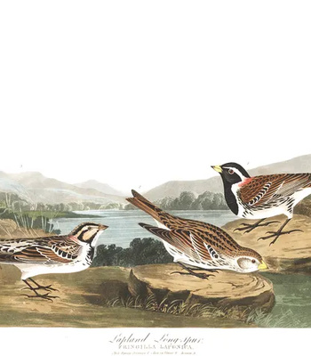 Agent Ada comic porn sex 135