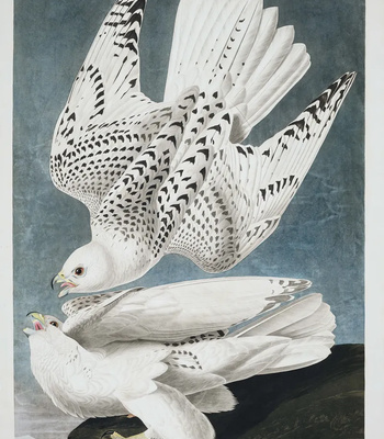 Agent Ada comic porn sex 136