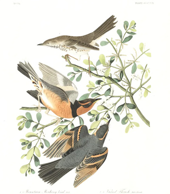 Agent Ada comic porn sex 139