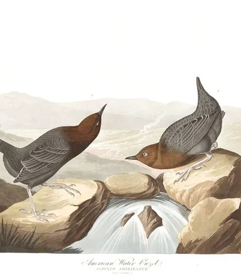 Agent Ada comic porn sex 140