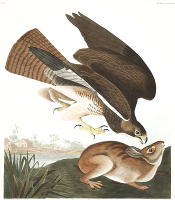 Agent Ada comic porn sex 142